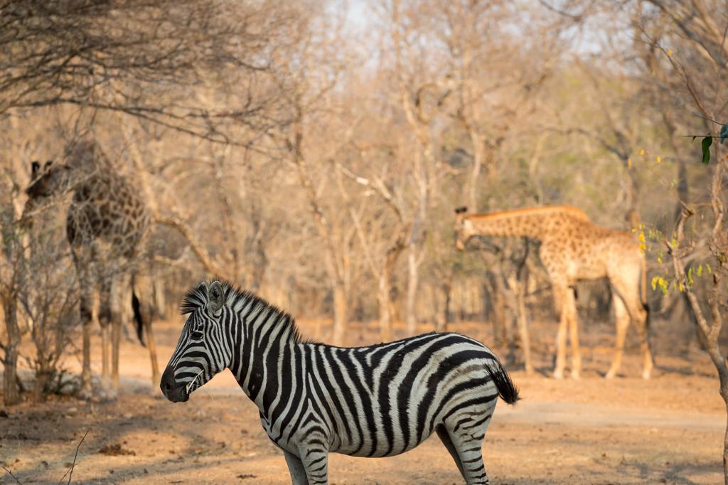 Klaserie River Safari Lodge Hoedspruit Eksteriør bilde