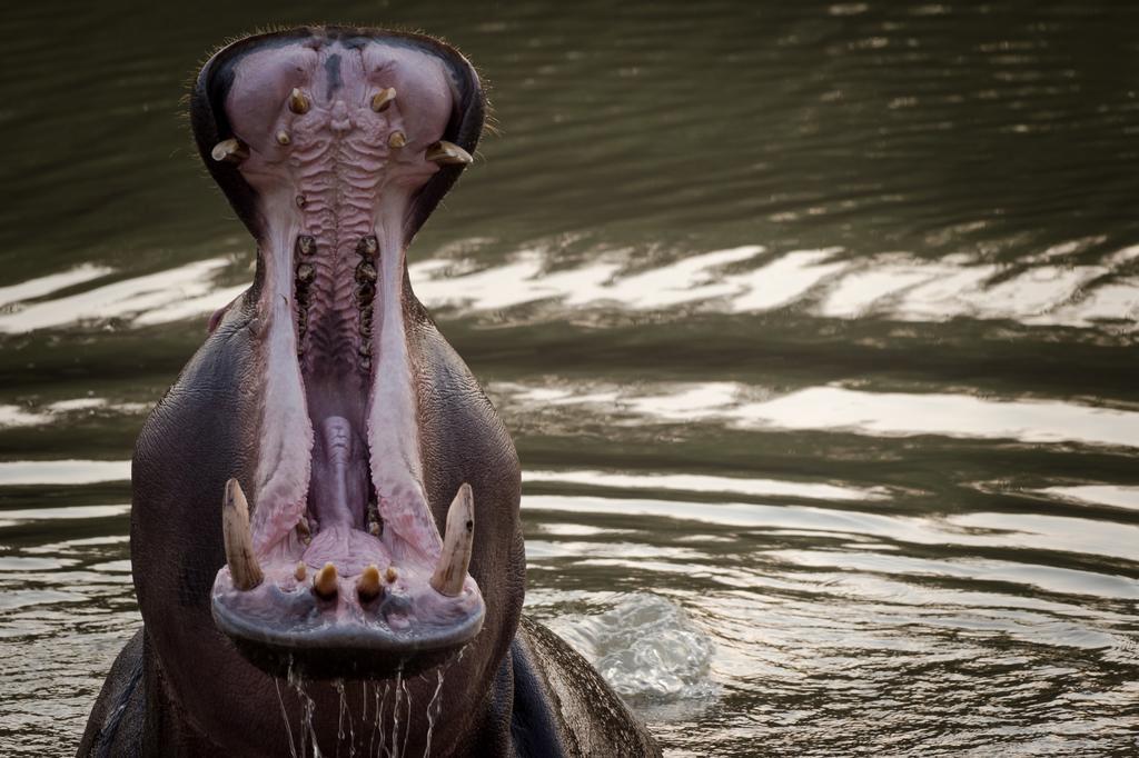 Klaserie River Safari Lodge Hoedspruit Eksteriør bilde